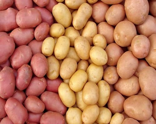 mixed potato . vegetable seeds