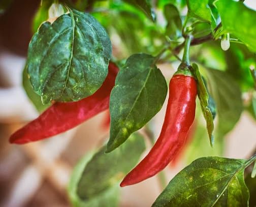 Red Chilli vegetable seeds - Heirloom, Organic, Non Gmo Garden Seeds for kitchen garden planting