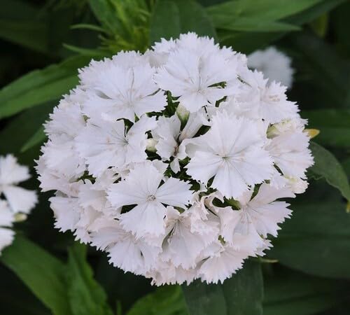 white dianthus flower seeds
