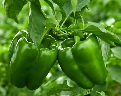 Chili Pepper Green vegetable seeds for Home Gardening, Organic Raised Bed Garden Favorite for kitchen garden planting