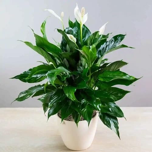 Green Spathiphyllum Lily Plant Seeds