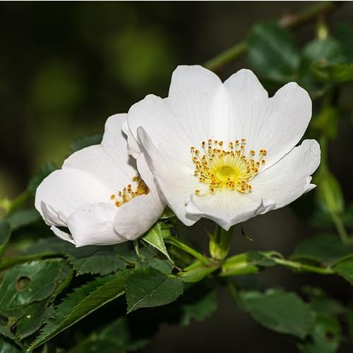 White Rosa Canina Flower Seeds