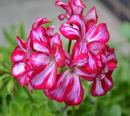 Red Ivy Geranium Flower Seeds