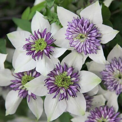 White Clematis Flower Seeds