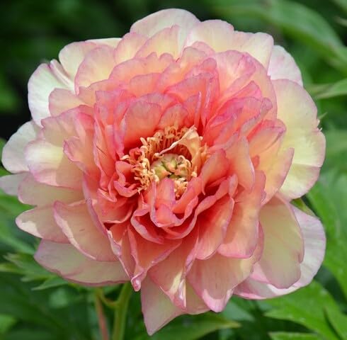 Pink White Peony Flower Seeds
