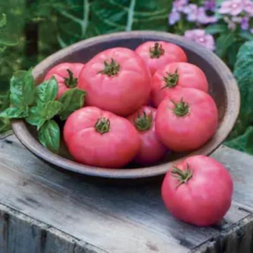 Pink Tomato vegetable seeds for Home Gardening, Nutritious Backyard Harvest Collection for kitchen garden planting