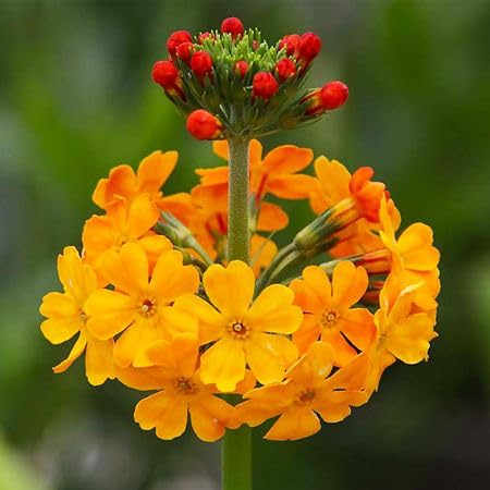 Yellow Candelabra Primrose Flower Seeds