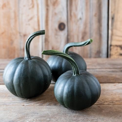Black Pumpkin vegetable seeds for Home Gardening, Natural Farm Fresh Gardening Choice for kitchen garden planting