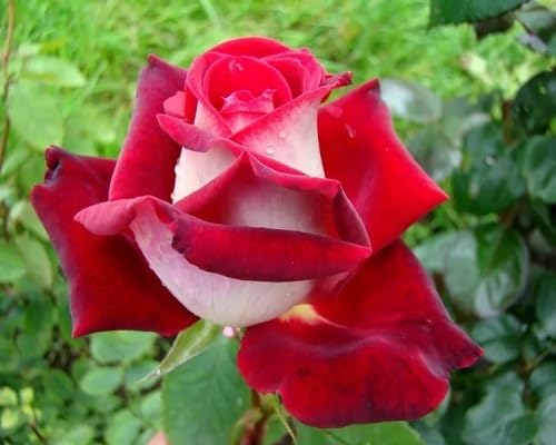 Red Rose Osiria Flower Seeds