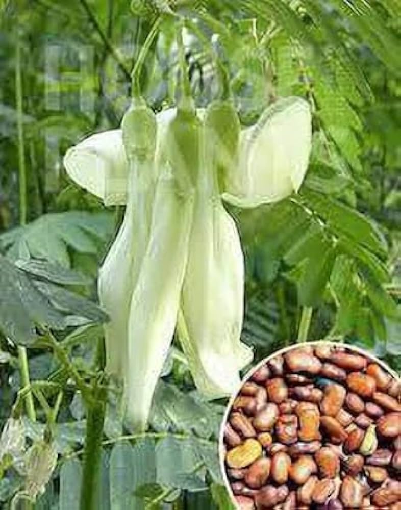 Heron Flower Fruit Seeds