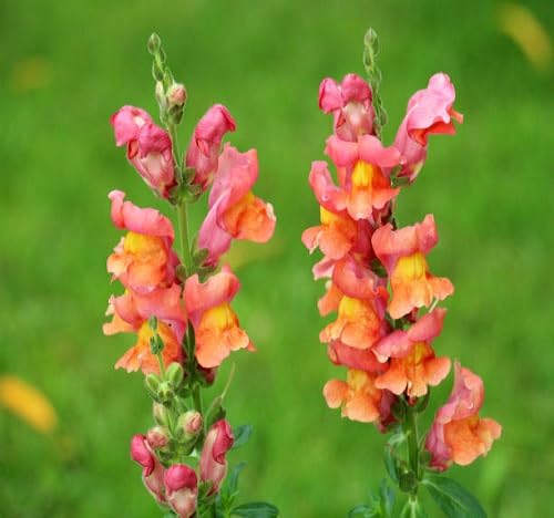 Orange Antirrhinum Flower Seeds