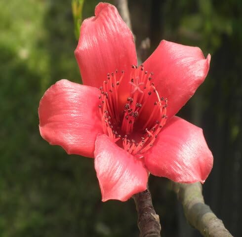 Red Kapok Flower Seeds