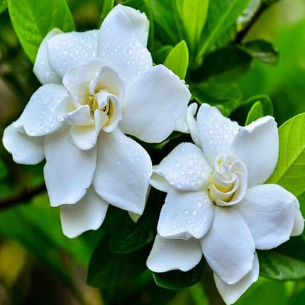 White Gardenia Flower Seeds