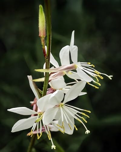 White Lindheimeri Flower Seeds