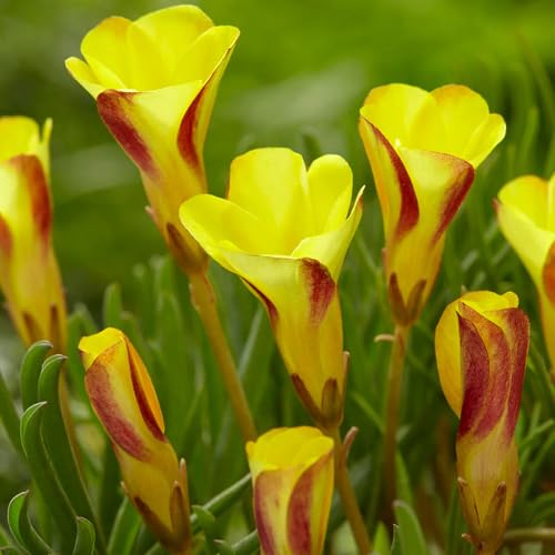 Oxalis Versicolor Flower Seeds
