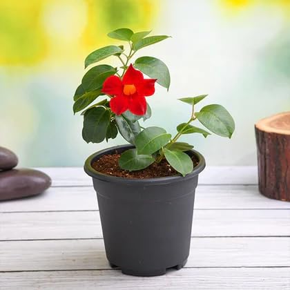 Red Dipladenia Flower Seeds