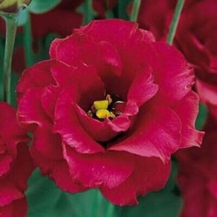 Red Lisianthus Flower Seeds