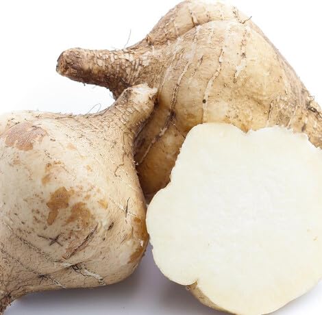 Light Brown jicama vegetable seeds for Home Gardening, Natural Farm Fresh Gardening for kitchen garden planting