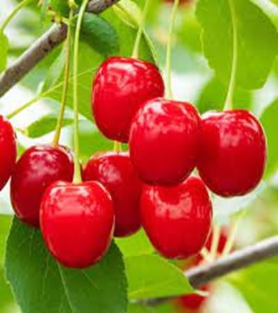 cherry fruit Fruit Seeds organic garden seeds