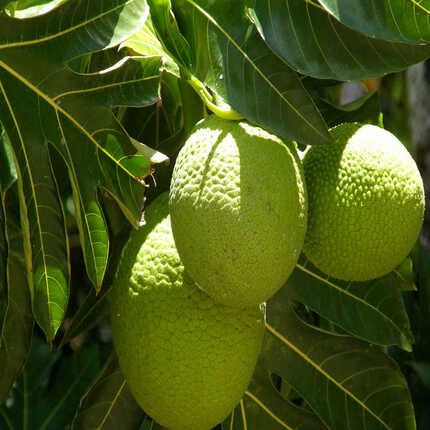 breadfruit green Fruit Seeds for Home Planting Premium Germination Healthy Harvest Growing