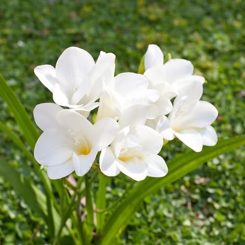 White Freesia Flower Seeds
