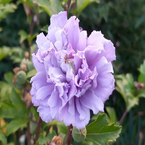 purple peony flower seeds