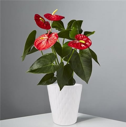 red anthurium flower seeds,red