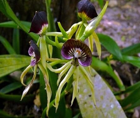 Purple Green Shell Flower Seeds