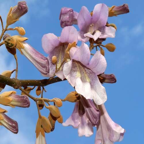 Purple Light Paulownia Tomentosa Flower Seeds