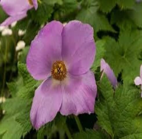 Pink Glaucidium Flower Seeds