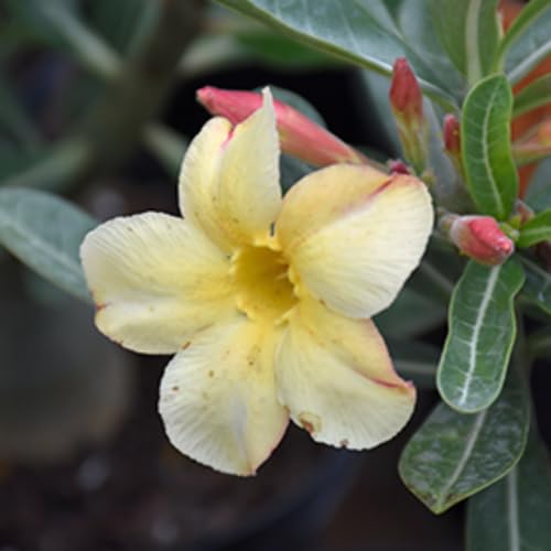 Yellow Adenium obesum Flower Seeds