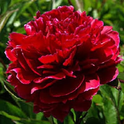 Red Giant Peony Flower Seeds