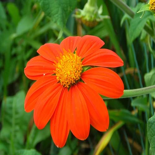 Orange Tithonia Torch Flower Seeds