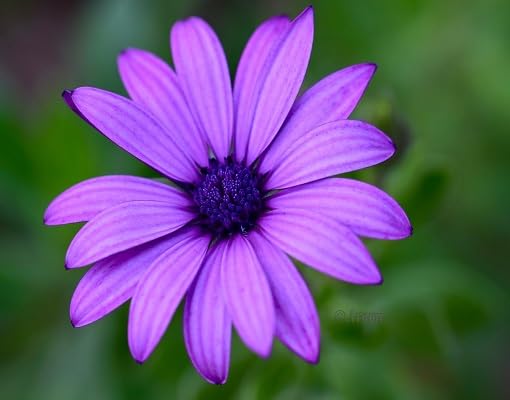 Purple Daisy Flower Seeds