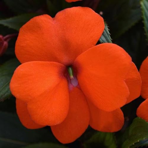 Red Impatiens Flower Seeds