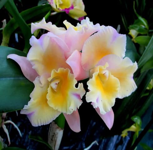Pink Yellow Orchid Flower Seeds