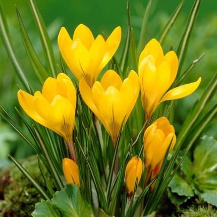 Yellow Saffron Flower Seeds