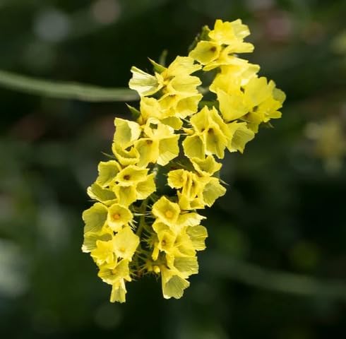 Yellow Limonium Flower Seeds