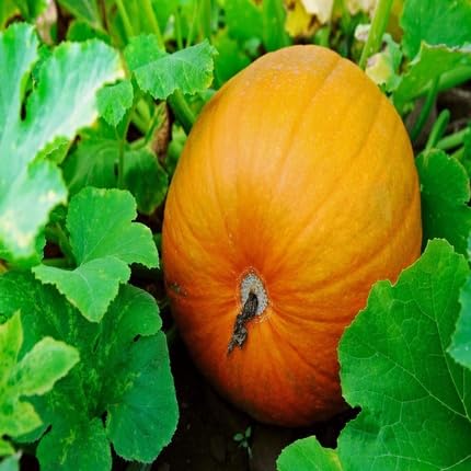 Orange Pumpkin vegetable seeds for Home Gardening, Premium Kitchen Garden Planting for kitchen garden planting
