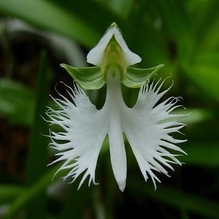 White pecteilis Flower Seeds