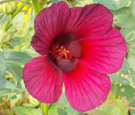 Pink Hibiscus sabdariffa Flower Seeds