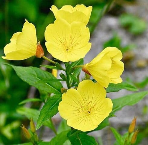 Yellow Oenothera lamarckiana Flower Seeds