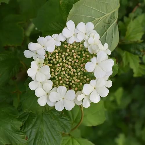 Guelder Rose Flower Seeds