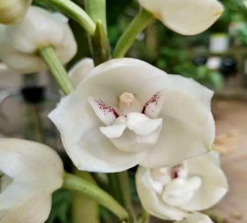 White Peristeria Flower Seeds