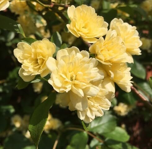 Yellow Rosa banksiae Flower Seeds
