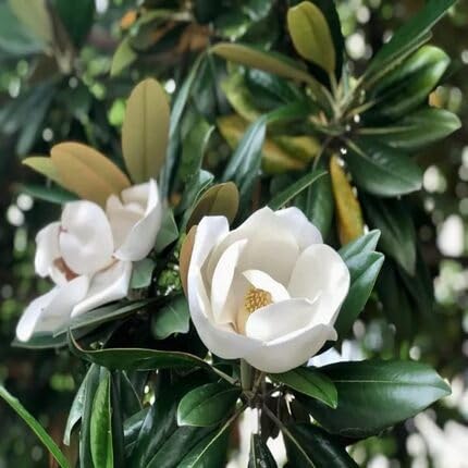 White Magnolia Flower Seeds