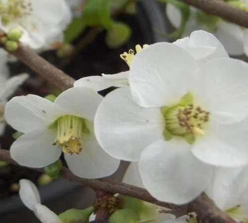 White ps Chaenomeles Flower Seeds