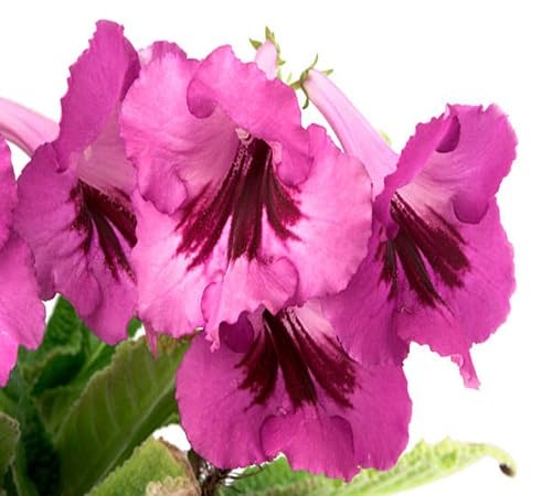 Pink Cape Primrose Flower Seeds