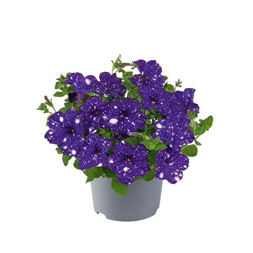 White Violet Petunia Flower Seeds
