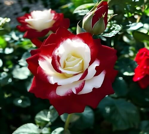 White Maroon Rose Flower Seeds